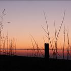 Gras am roten Meer