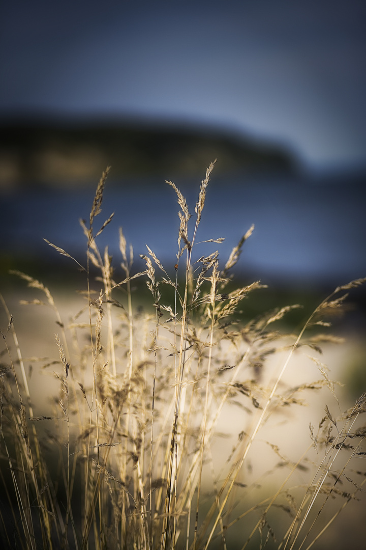 Gras am Strand