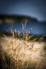 Gras am Strand