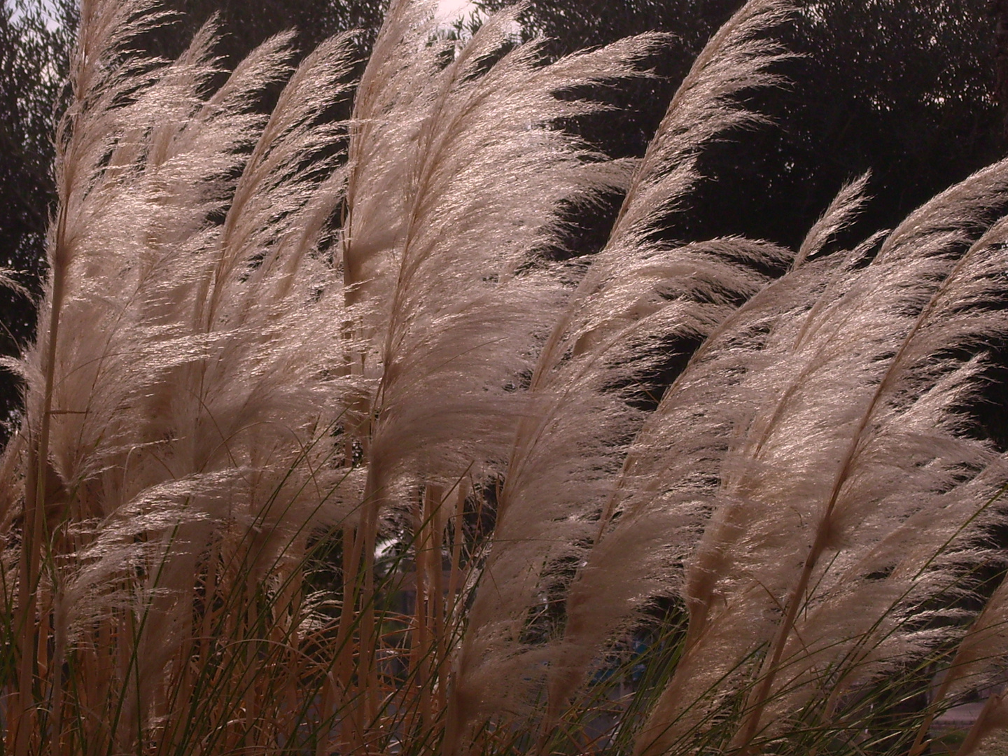 Gras am Strand