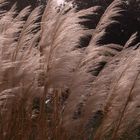 Gras am Strand