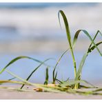 Gras am Strand 