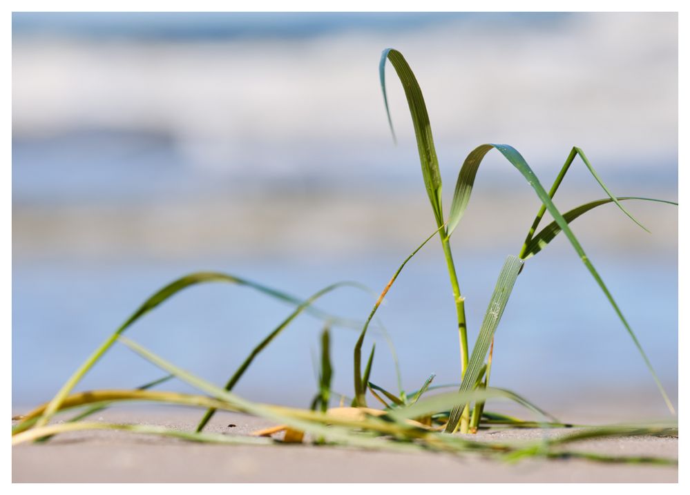 Gras am Strand 