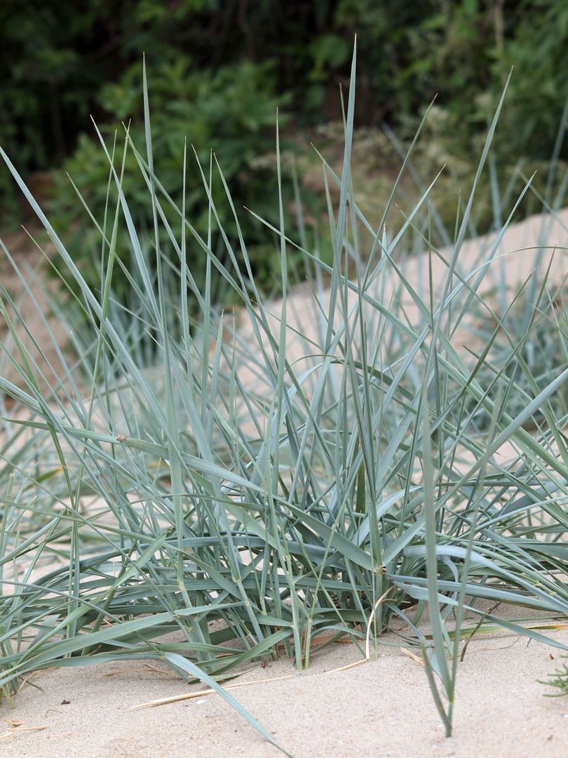 Gras am Strand