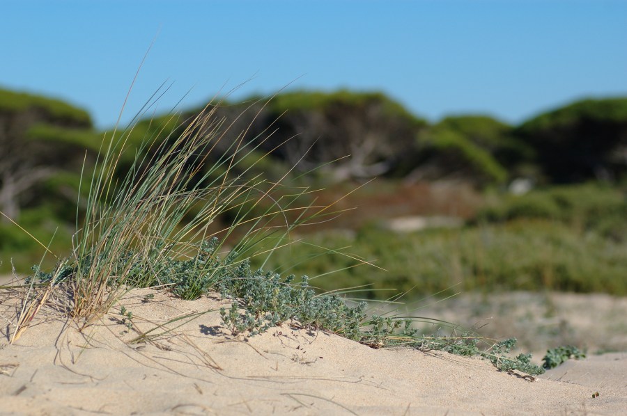 Gras am Strand