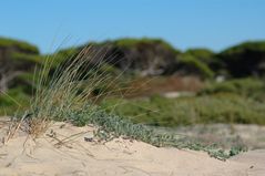 Gras am Strand