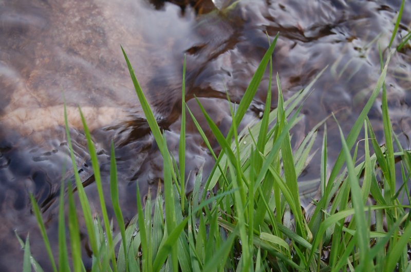 gras am wasser