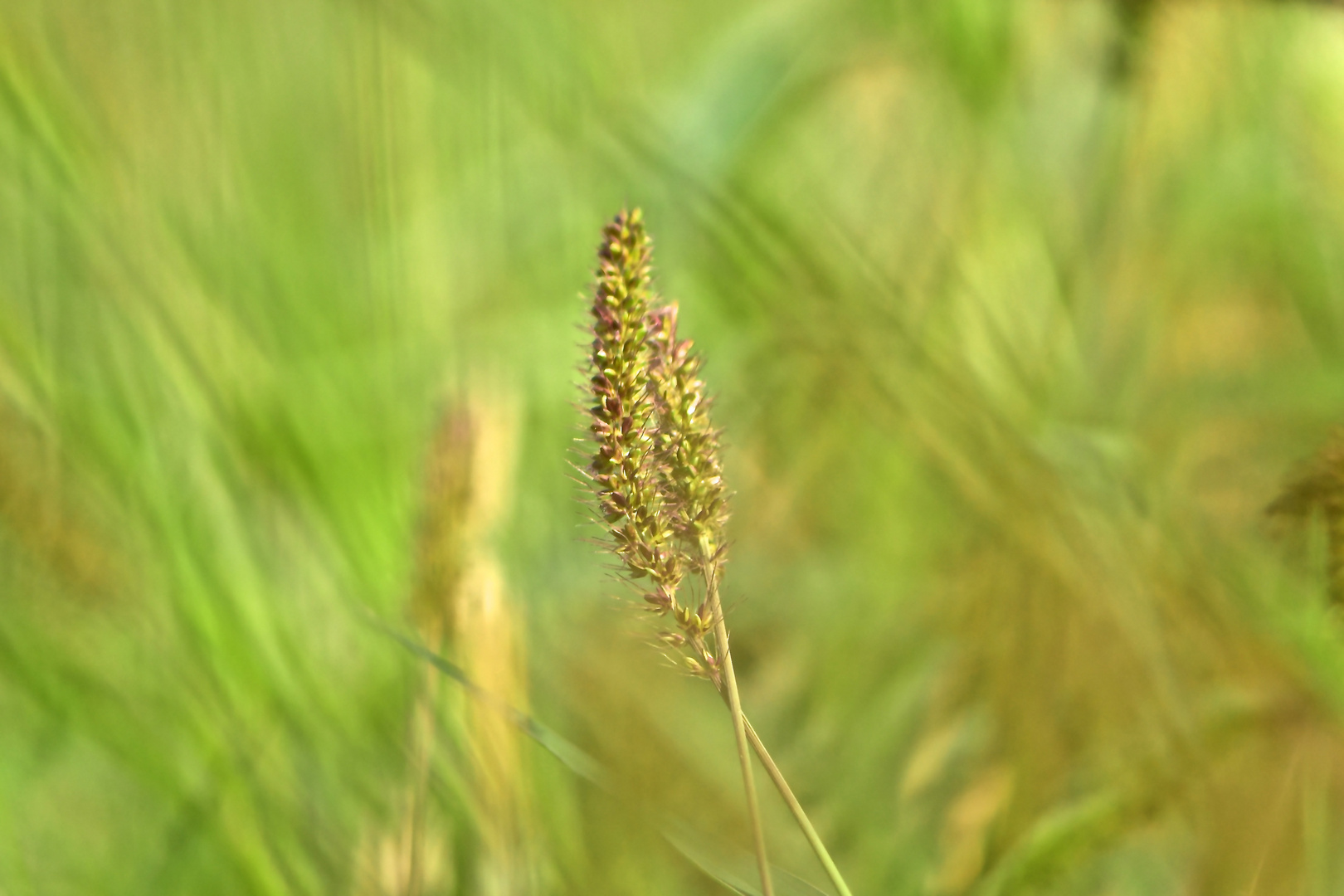 Gras am Wegesrand