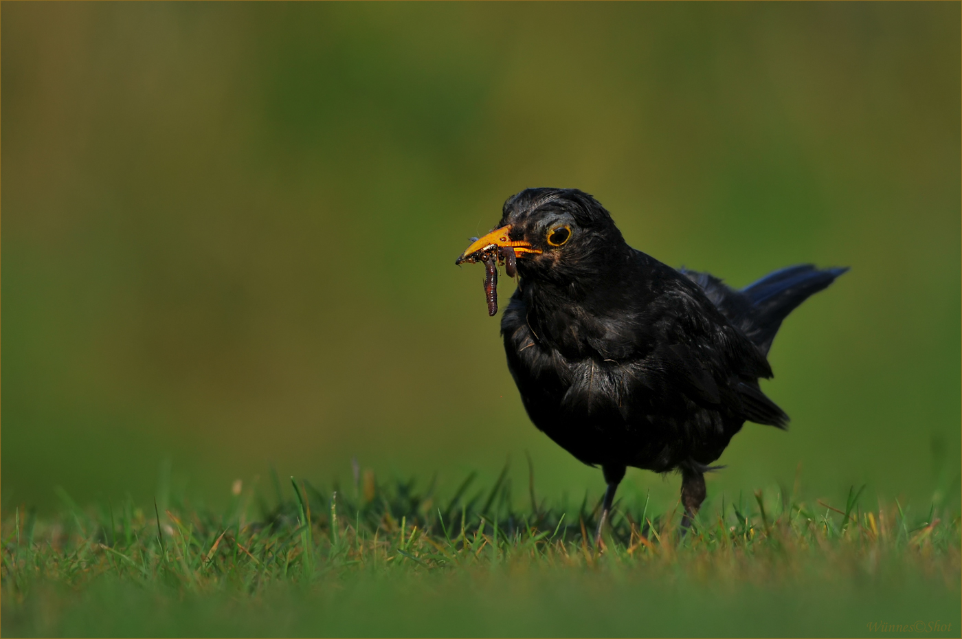 Gras-Amsel