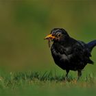 Gras-Amsel