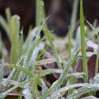 Gras and Ice