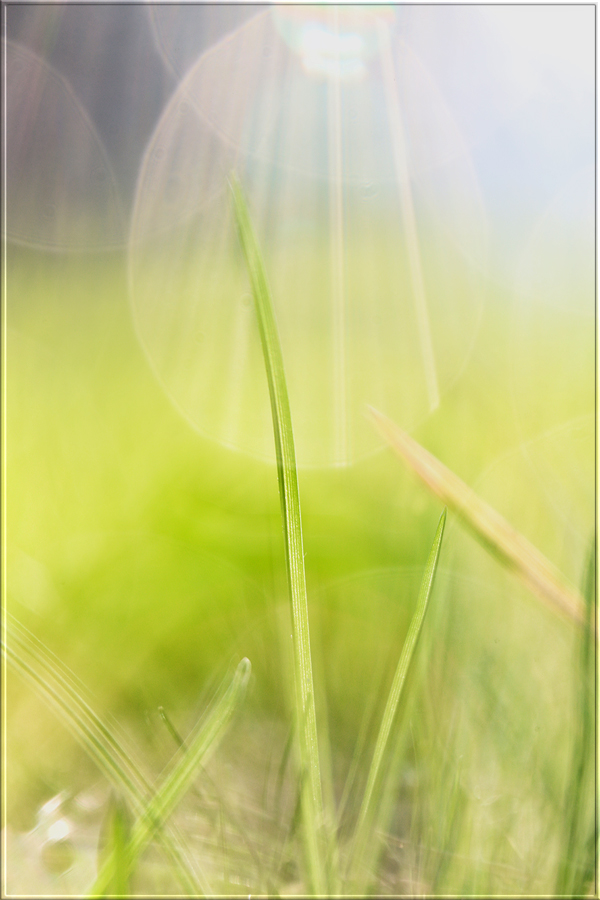 gras angelegenheiten ...