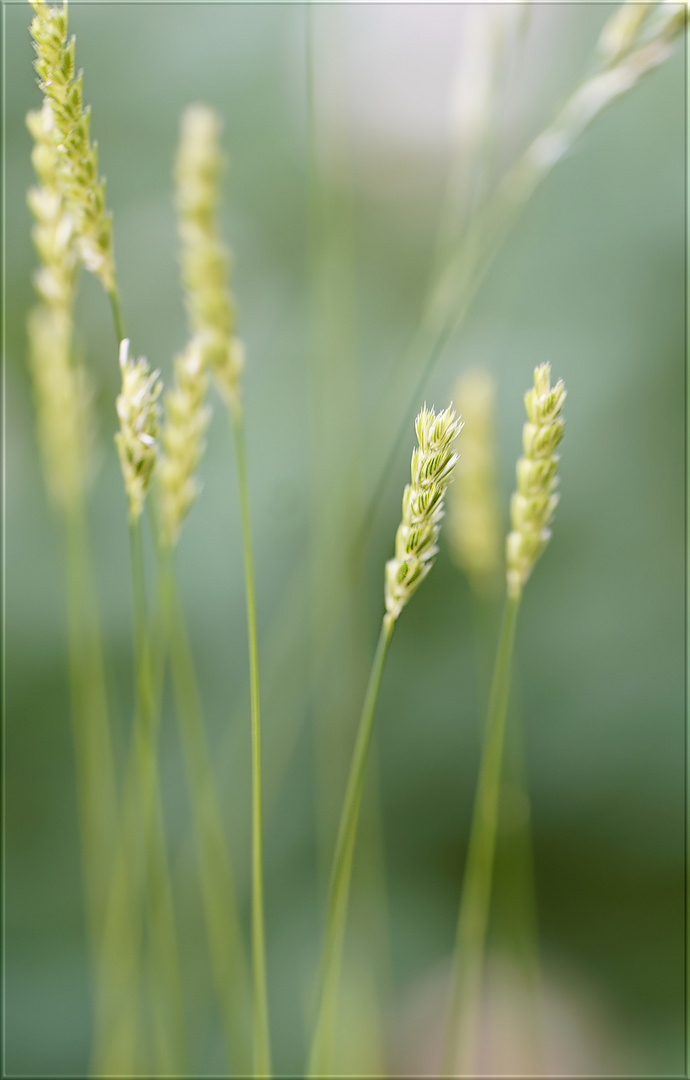 gras angelegnheiten ...