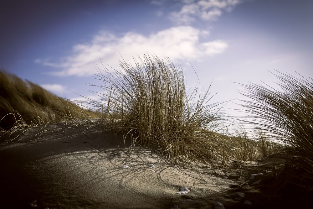 Gras auf Düne