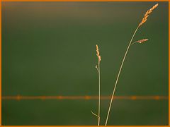 gRas auf gRün