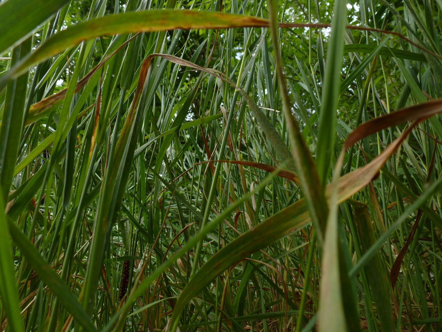 Gras aus der "Froschperspektive"