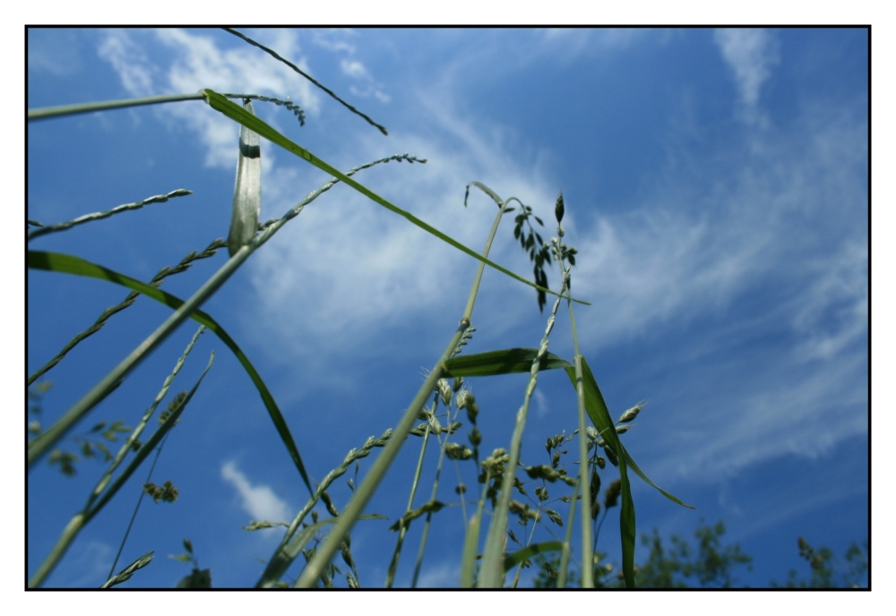 Gras aus der Sicht einer Ameise