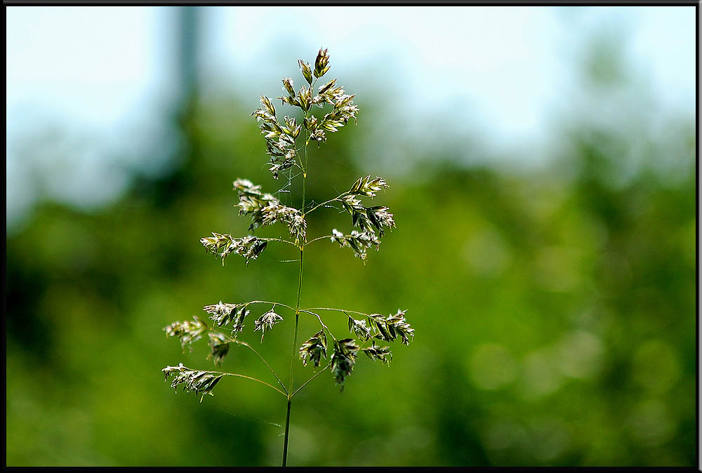 Gras aus meinem Garten