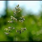 Gras aus meinem Garten