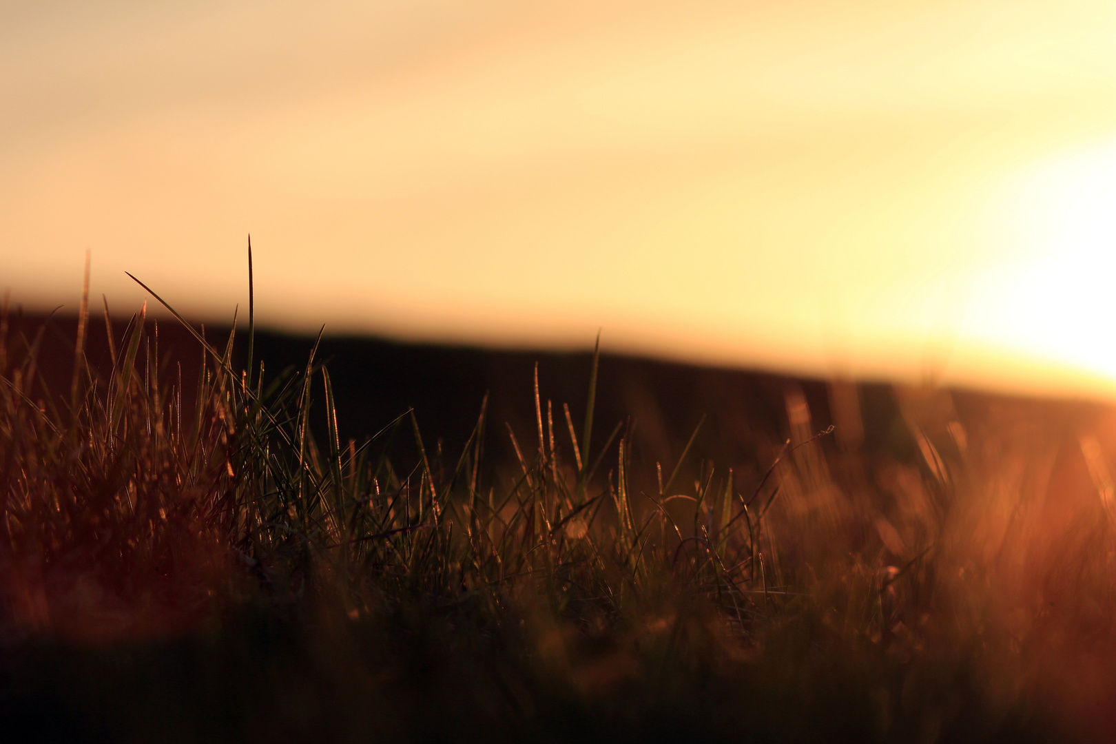 Gras bei Sonnenuntergang