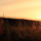 Gras bei Sonnenuntergang