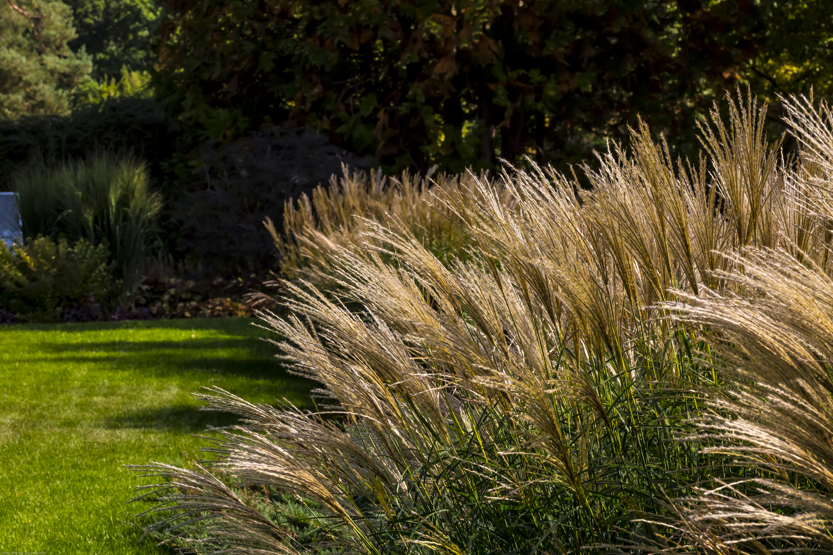 Gras / Botanischer Garten / Bremen