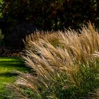 Gras / Botanischer Garten / Bremen