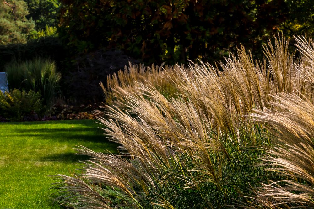 Gras / Botanischer Garten / Bremen Foto &amp; Bild pflanzen
