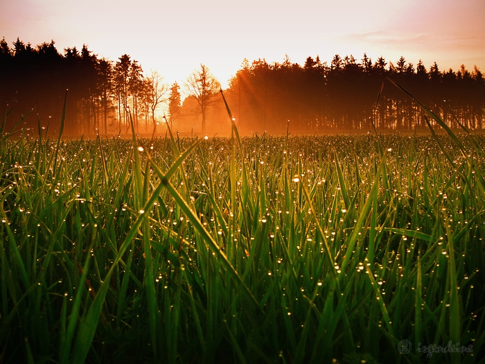 Gras drüberwachsen lassen