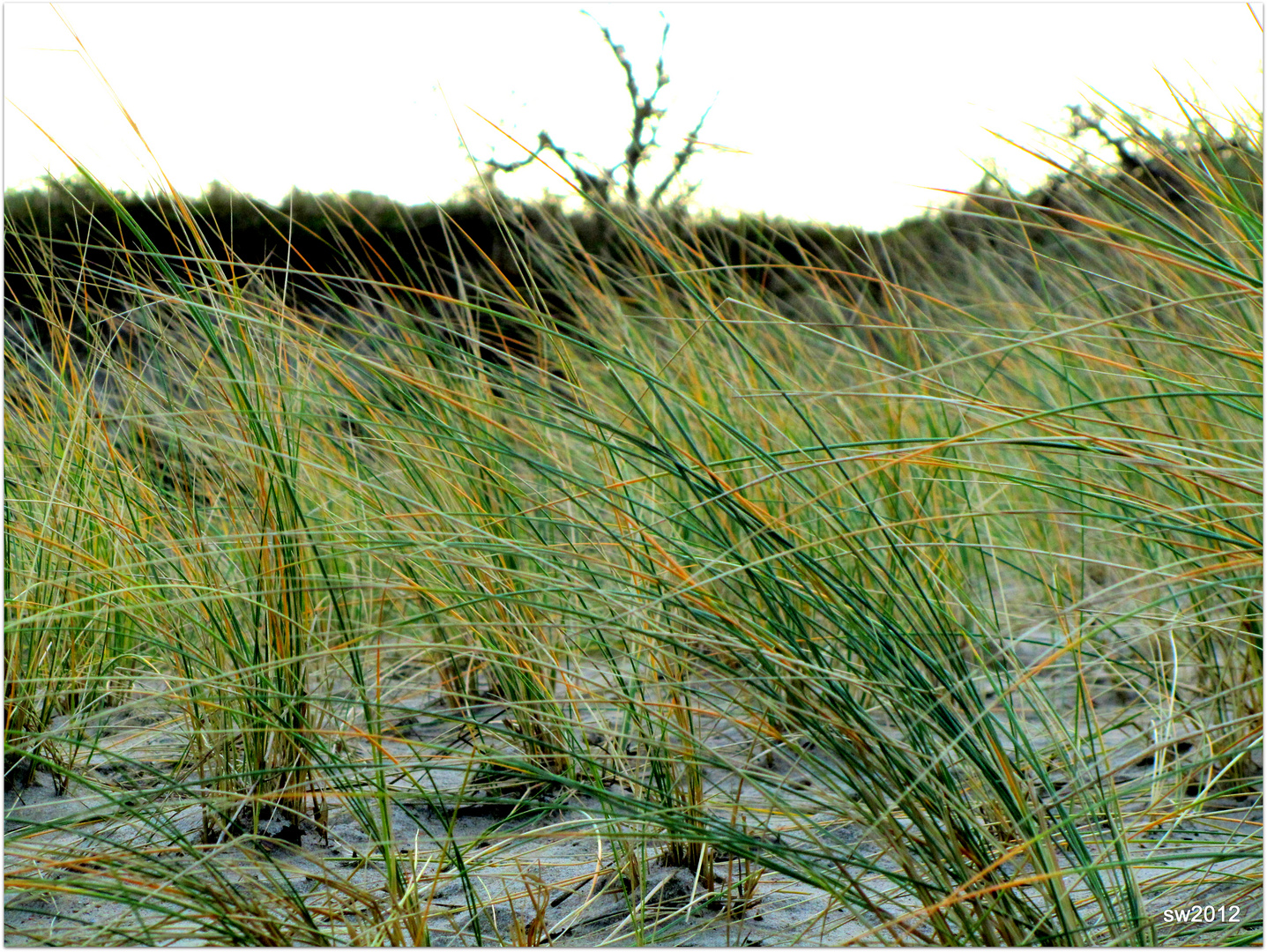 Gras - Düne - schön, oder??