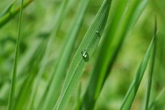 Gras