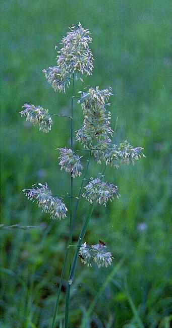 Gras einfach Gras