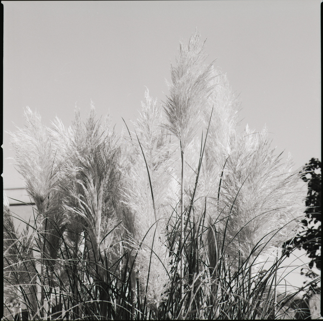 Gras gegen den Himmel