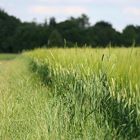 Gras? Getreide? War alles mal das gleiche!