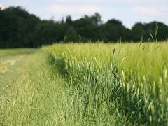 Gras? Getreide? War alles mal das gleiche!