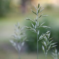 Gras, Gräser ...grässlich? 