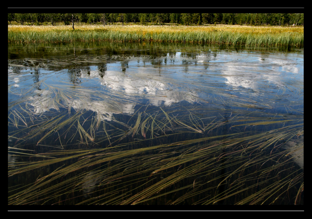 Gras Gras Gräser