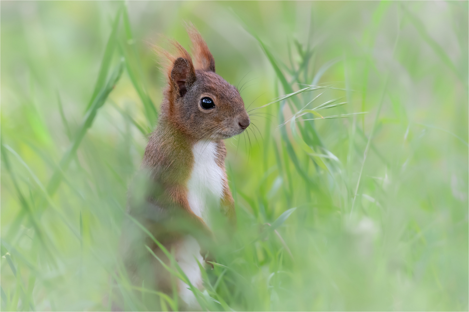 "Gras-Hörnchen"