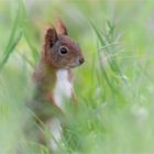 "Gras-Hörnchen"