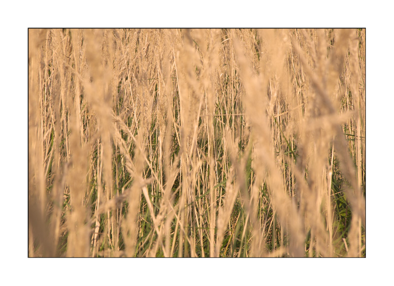 -gras II-