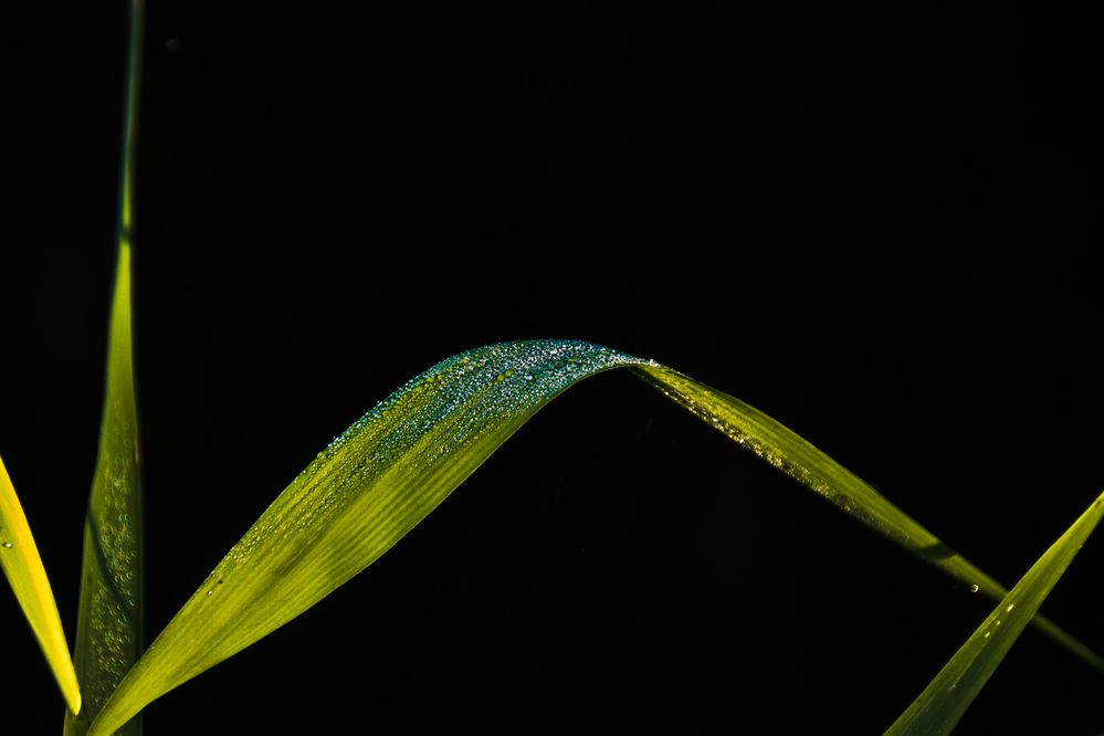 Gras im Abendkleid am frühen Morgen