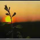 Gras im abendlichen Sonnenschein