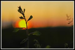 Gras im abendlichen Sonnenschein