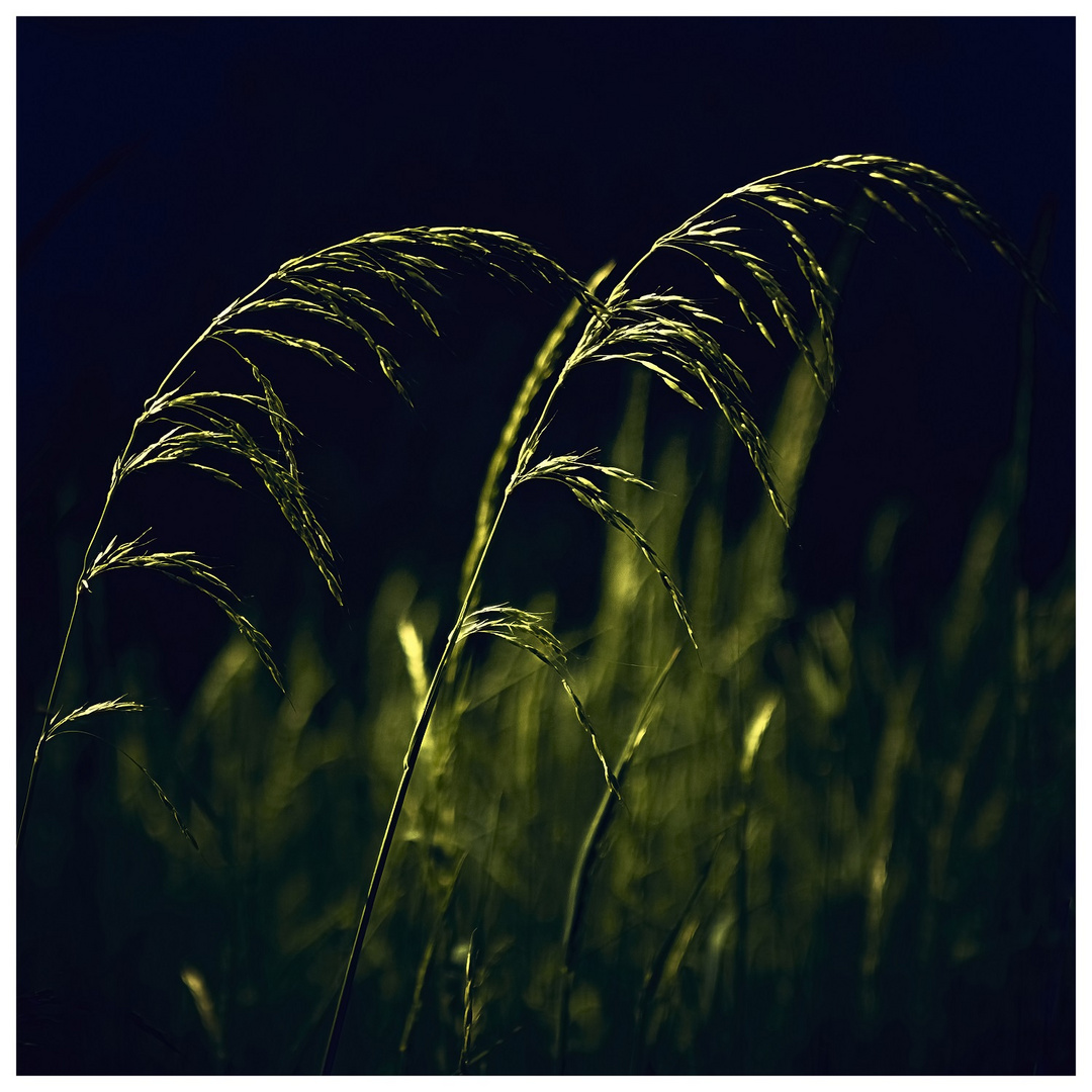 Gras im Abendlicht...