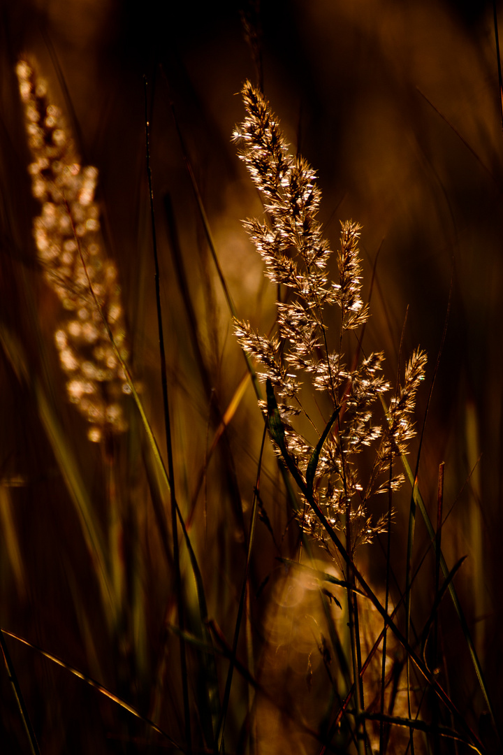 Gras im Abendlicht