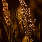 Gras im Abendlicht