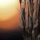 Gras im Abendlicht