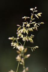 Gras im Abendlicht