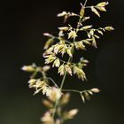 Gras im Abendlicht