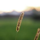 Gras im Abendlicht